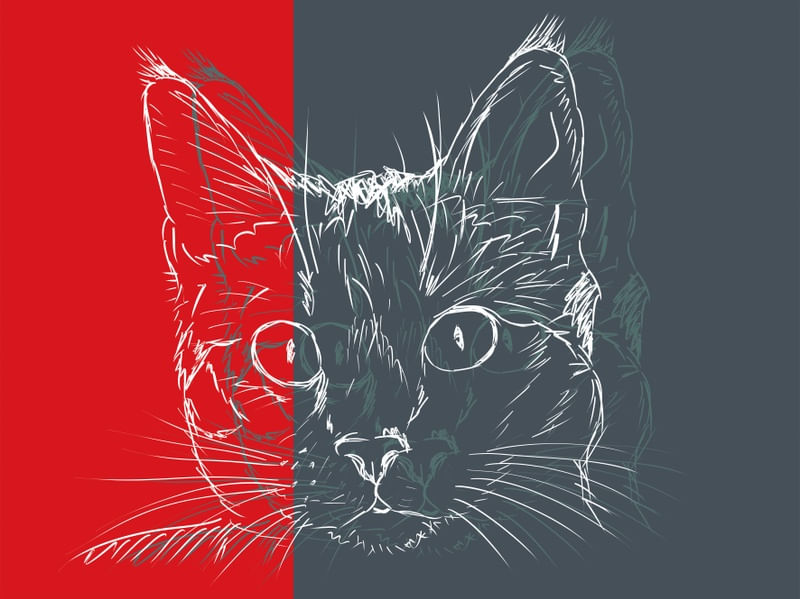 CAT BY CAT