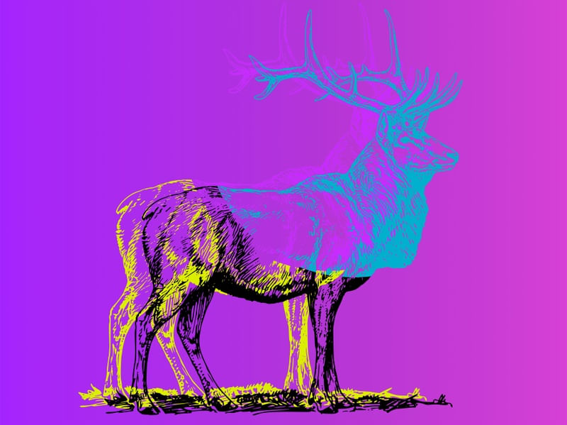 OVER NEGATIVE MOOSE