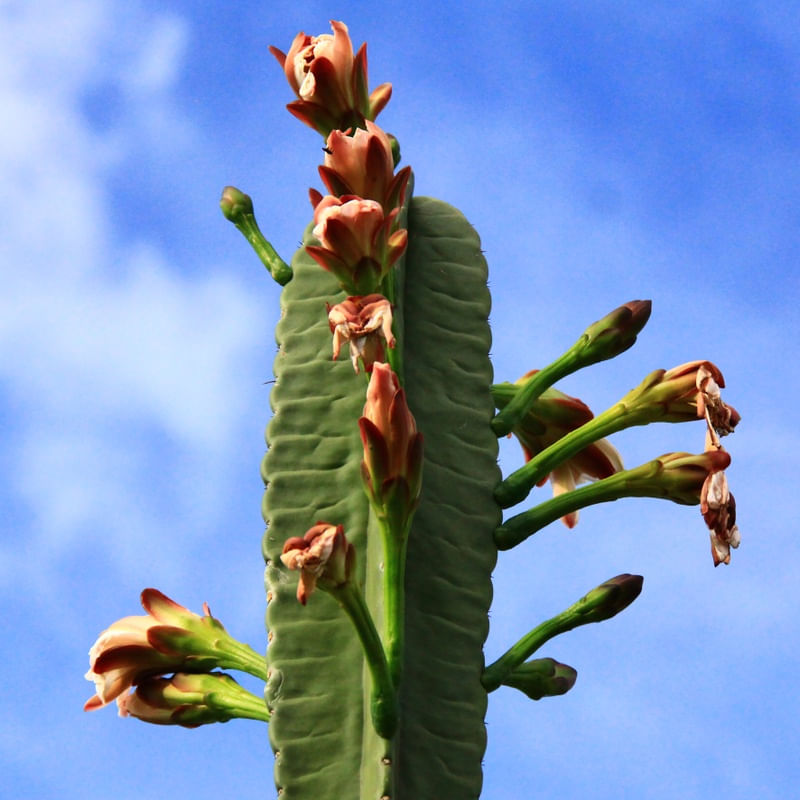 CACTUS EM FLOR I