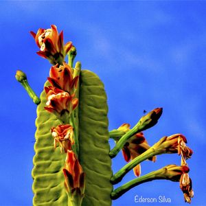 CACTUS EM FLOR II