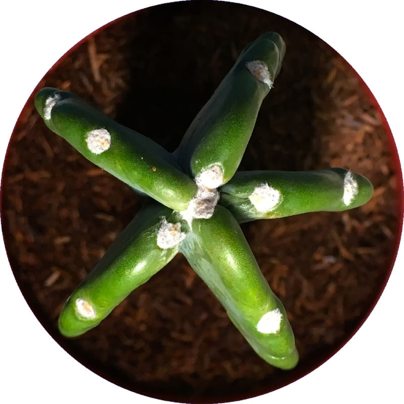ESTRELA DE CACTO 00