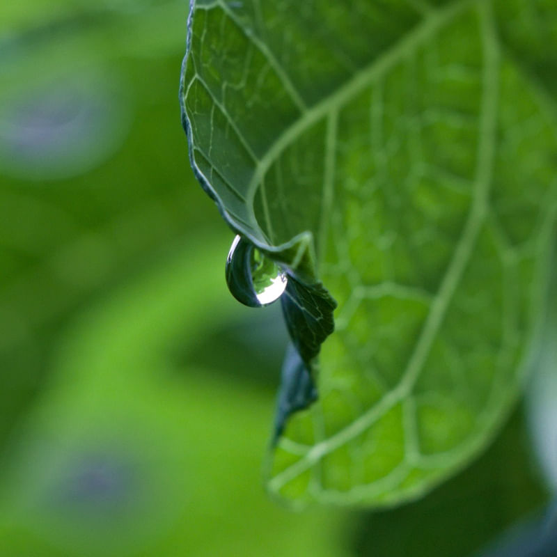 GOTA DE ÁGUA 00
