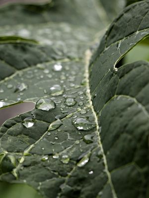 GOTA DE ÁGUA 01