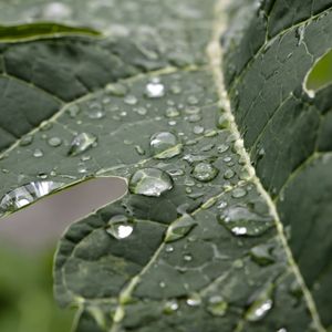 GOTA DE ÁGUA 02