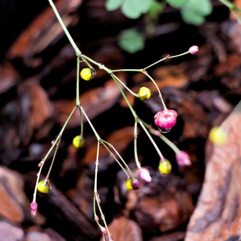 GOTA DE ÁGUA 03