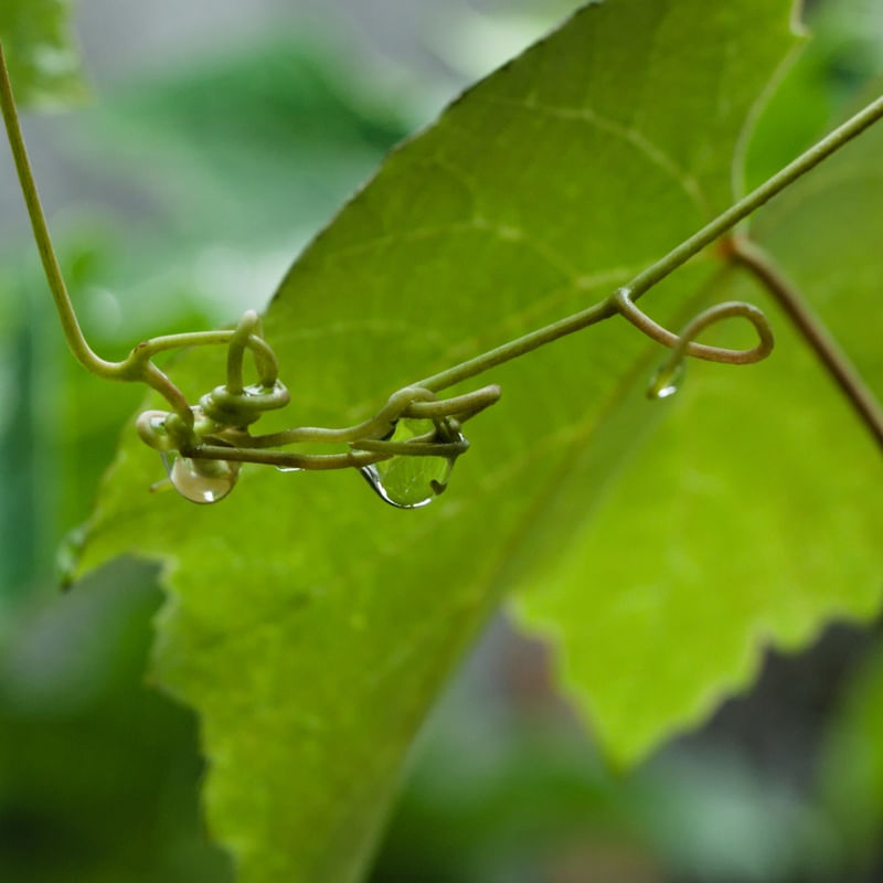 GOTA DE ÁGUA 04