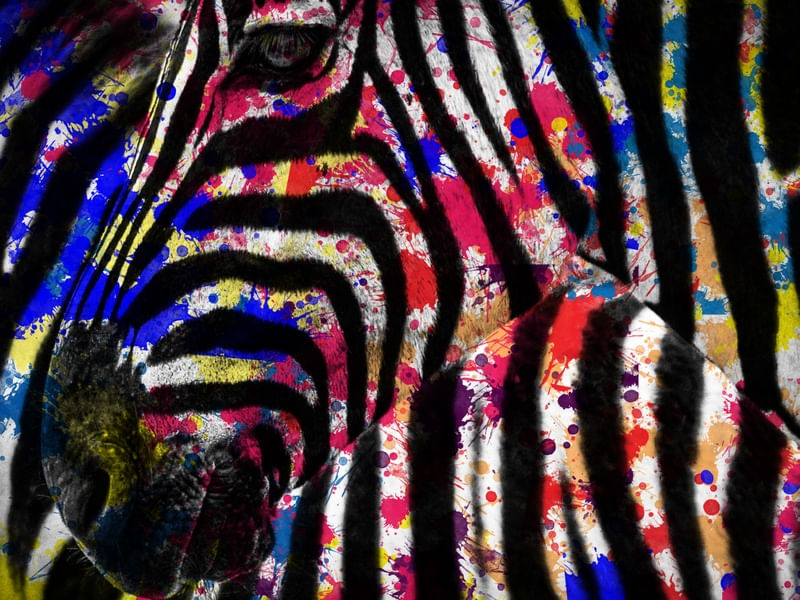 ZEBRA SPLATTER
