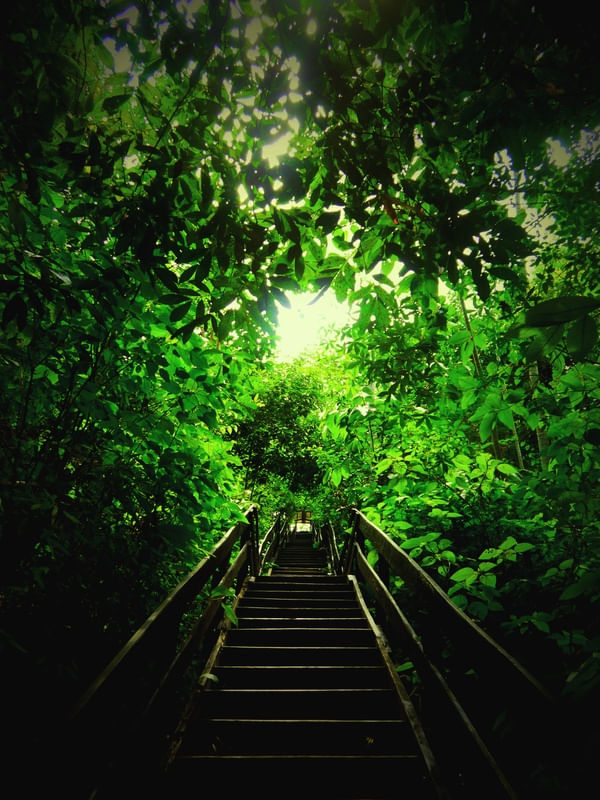 CAMINHO VERDE