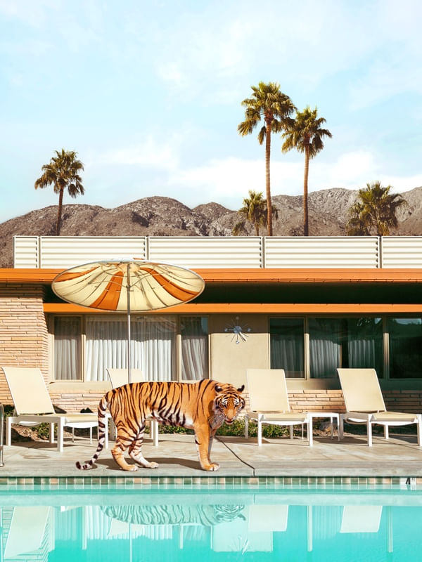 POOL PARTY TIGER
