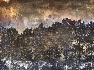 EVENING WOODS