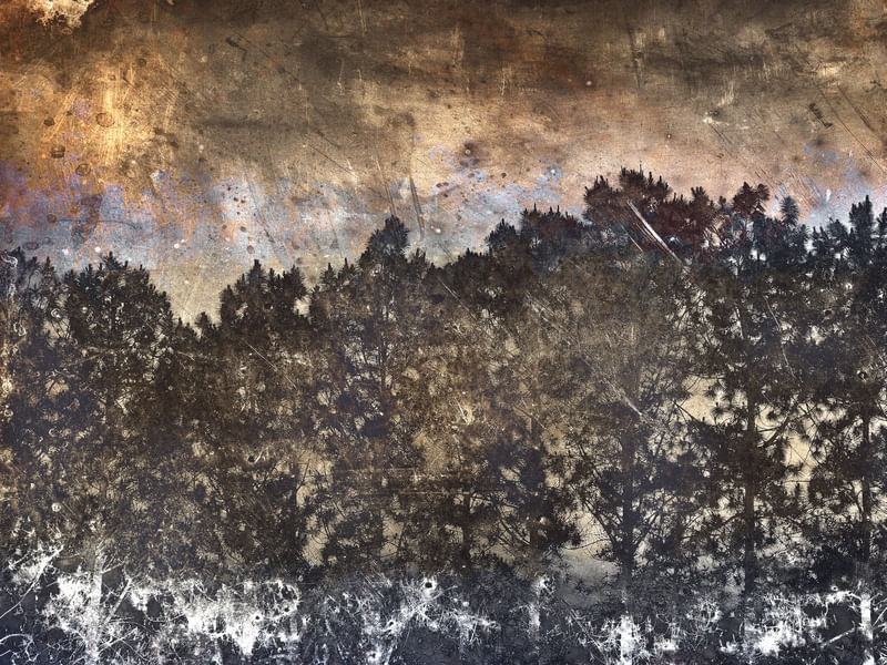 EVENING WOODS