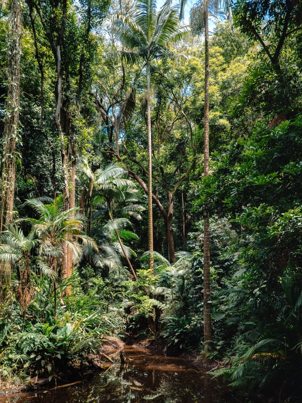 NO MEIO DA FLORESTA R