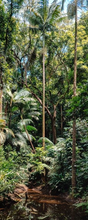 NO MEIO DA FLORESTA PAN