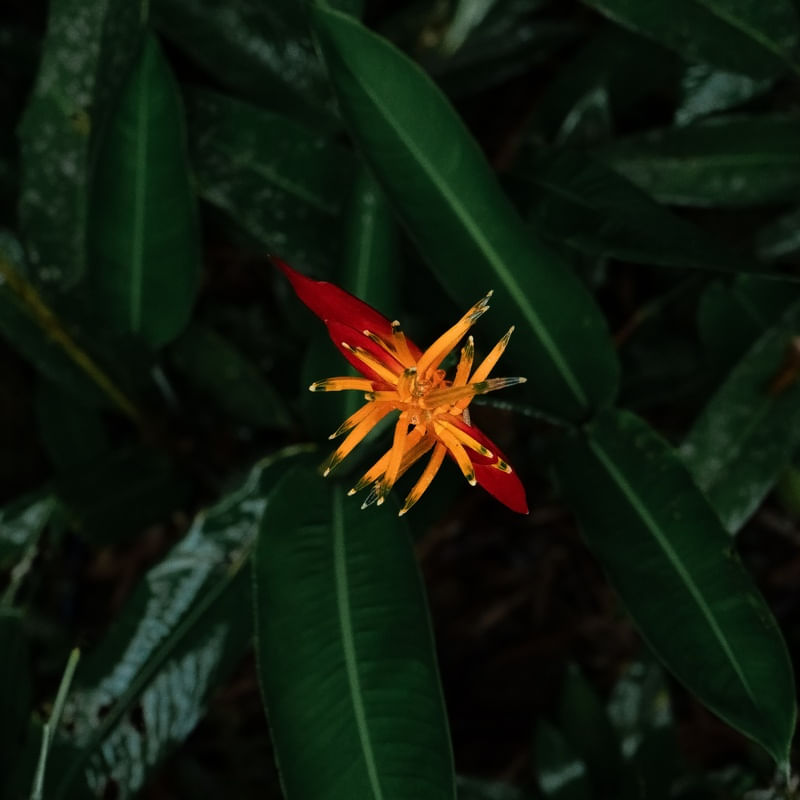 FLOR DE MATA