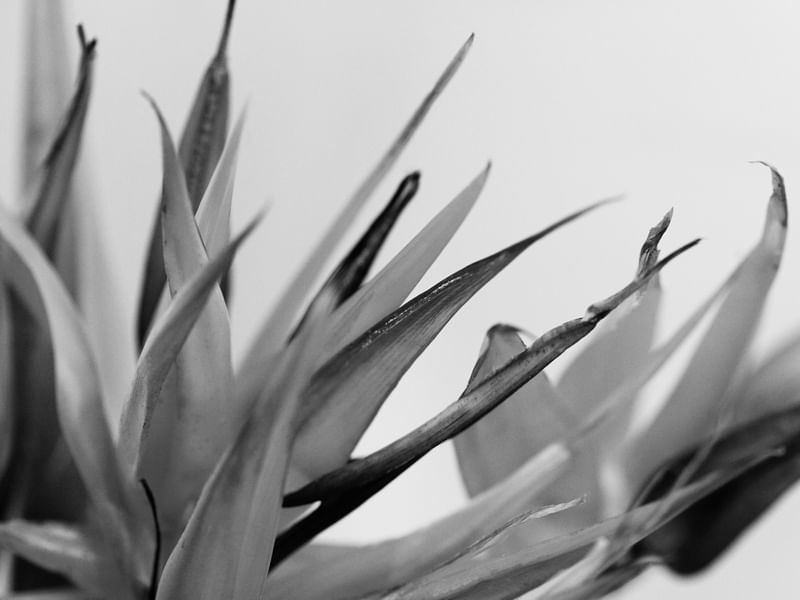 FLOR 01