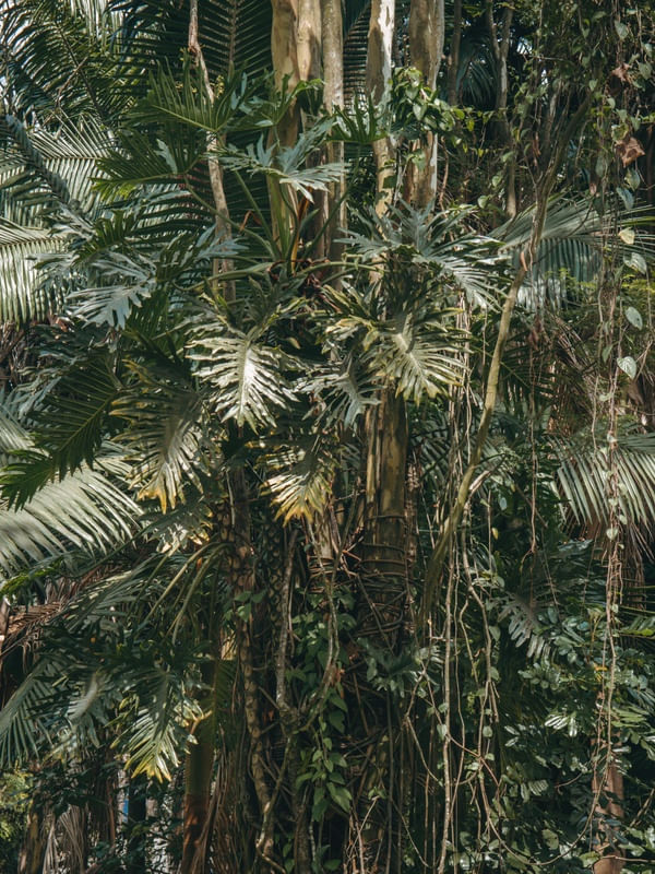 PAÍS TROPICAL COR