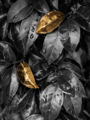 LARANJEIRA OURO