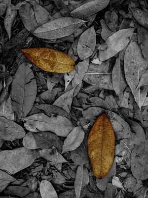 FOLHAS SECAS DOURADAS