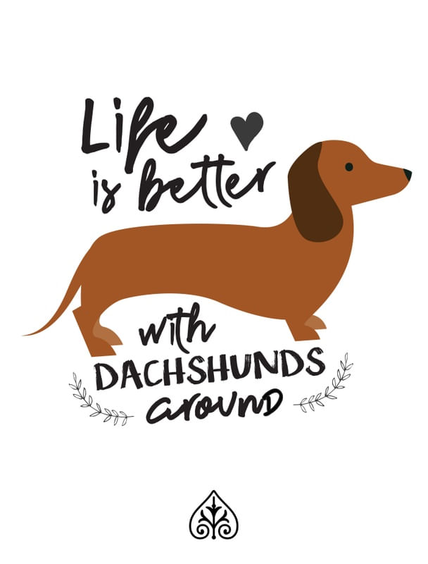 DACHSHUNDS
