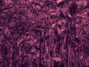 PINKED FOREST