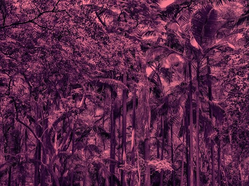 PINKED FOREST