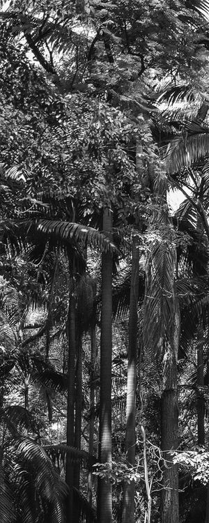 TROPIC FOREST II