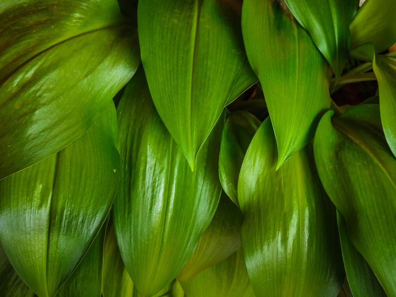 FOLHAS DE LIRIO