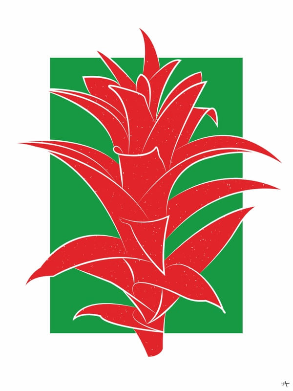 BROMÉLIA MINIMALISTA