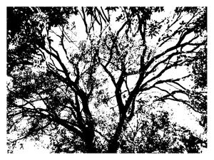 NATUREZA - BRASIL MOLD PB