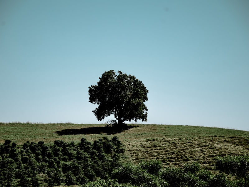 ÁRVORE SOLITÁRIA