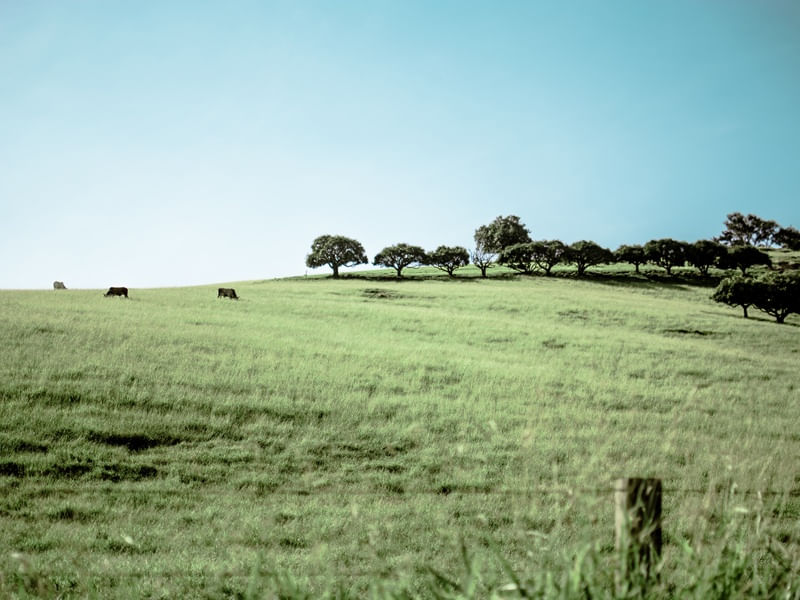PLANÍCIES DE MINAS GERAIS
