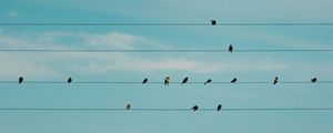 BIRDLINE 01