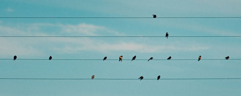 BIRDLINE 01