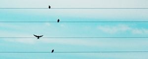 BIRDLINE 02