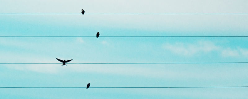 BIRDLINE 02