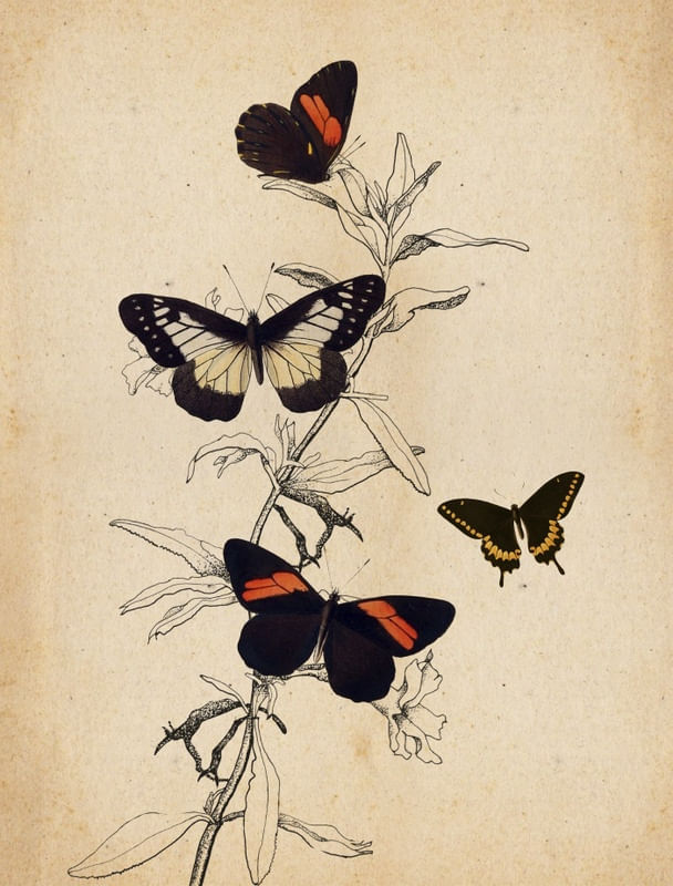 YOU GIVE ME BUTTERFLY PART1