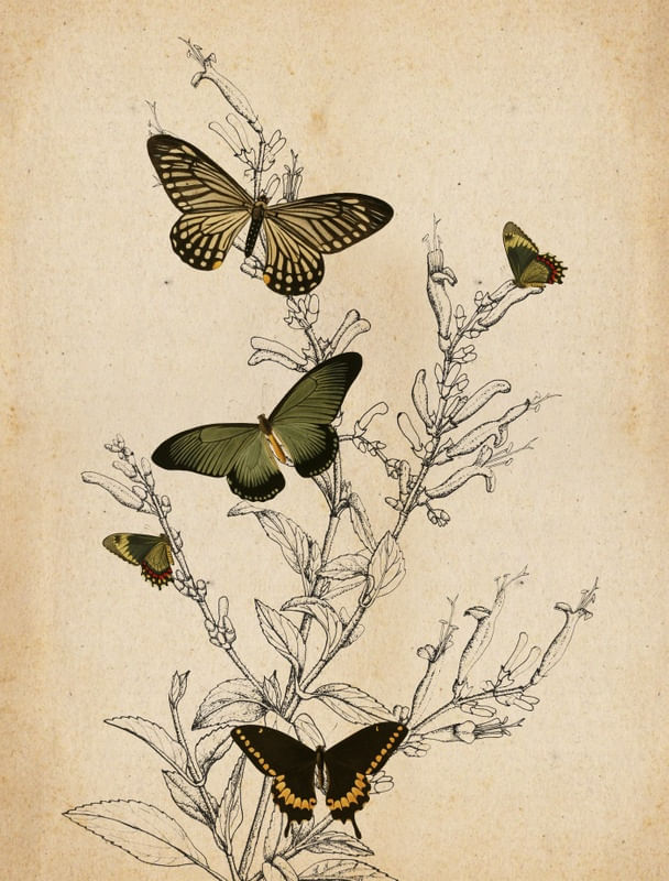 YOU GIVE ME BUTTERFLY PART2