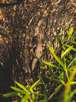 THE LAGARTO