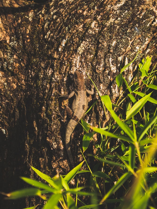 THE LAGARTO