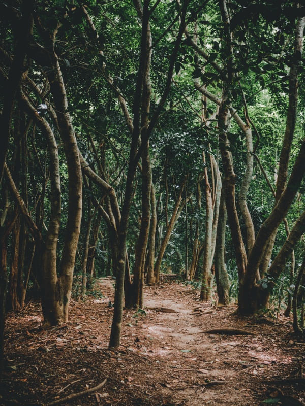 APENAS O VERDE