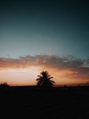 COQUEIRO AO POR DO SOL