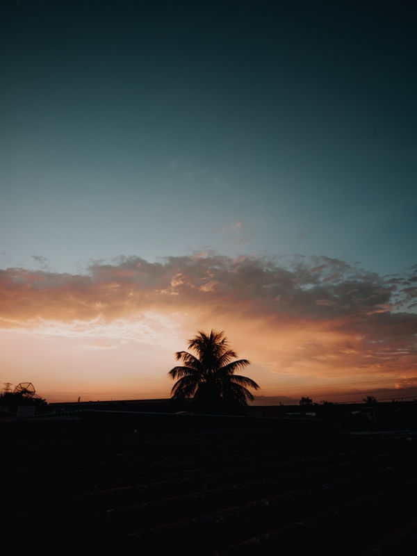 COQUEIRO AO POR DO SOL