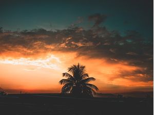 COQUEIRO SÓ AO POR DO SOL
