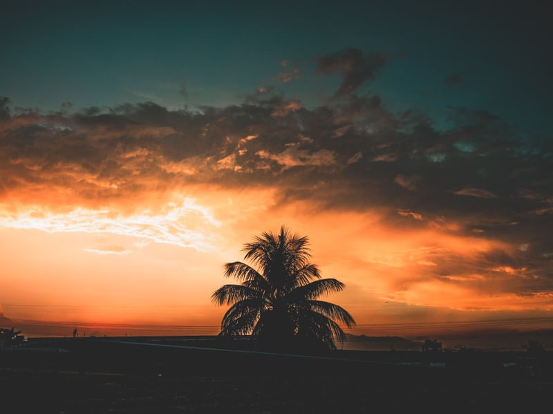 COQUEIRO SÓ AO POR DO SOL