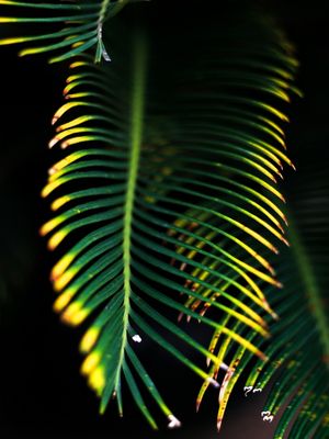 VERDE-AMARELO