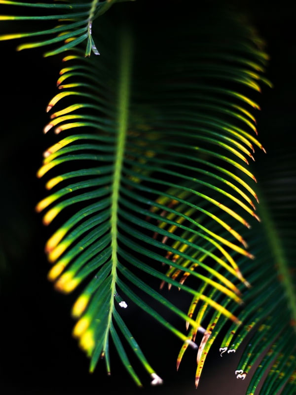 VERDE-AMARELO