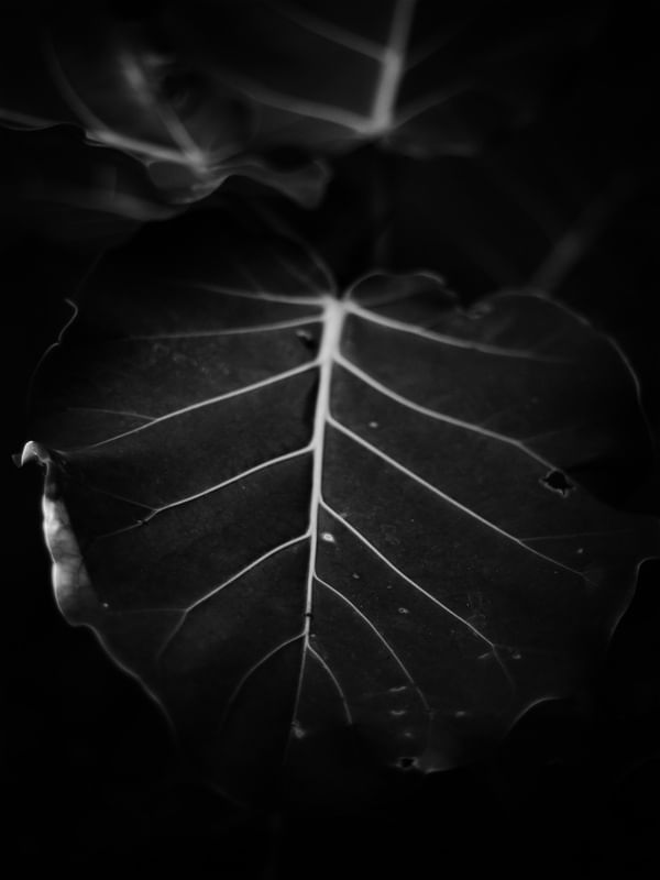 MEIA LUZ
