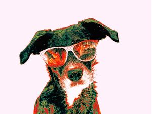 POP DOG