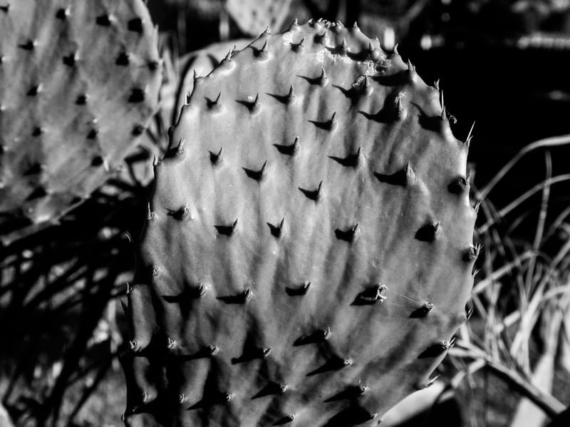CACTUS 2019