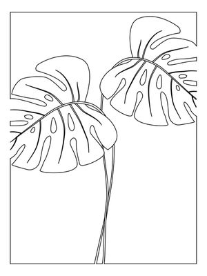 MOSNTERA MINIMALISTA